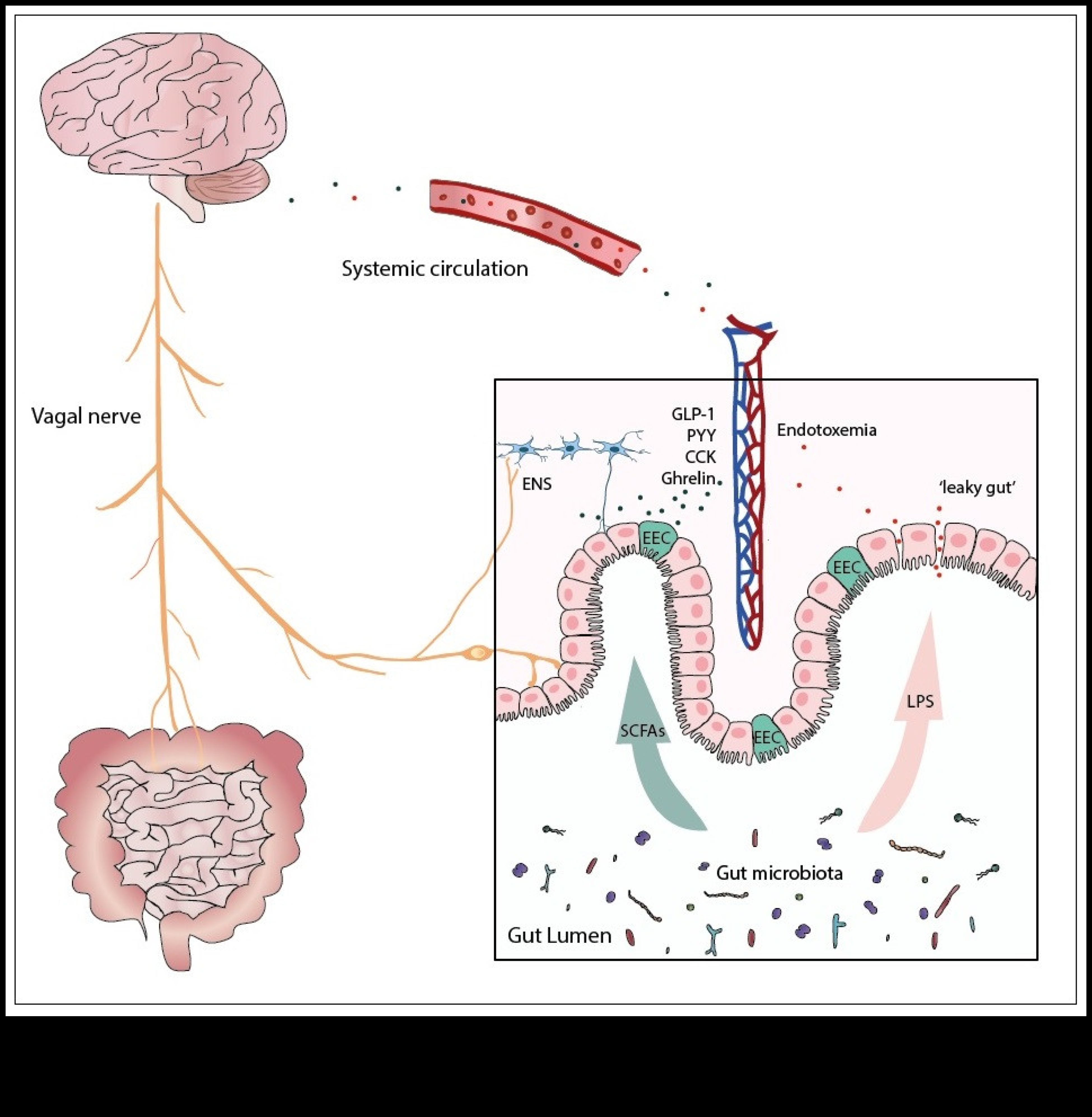 דיאטות דלות שומן וציר המעי-מוח: תקשורת דו-כיוונית