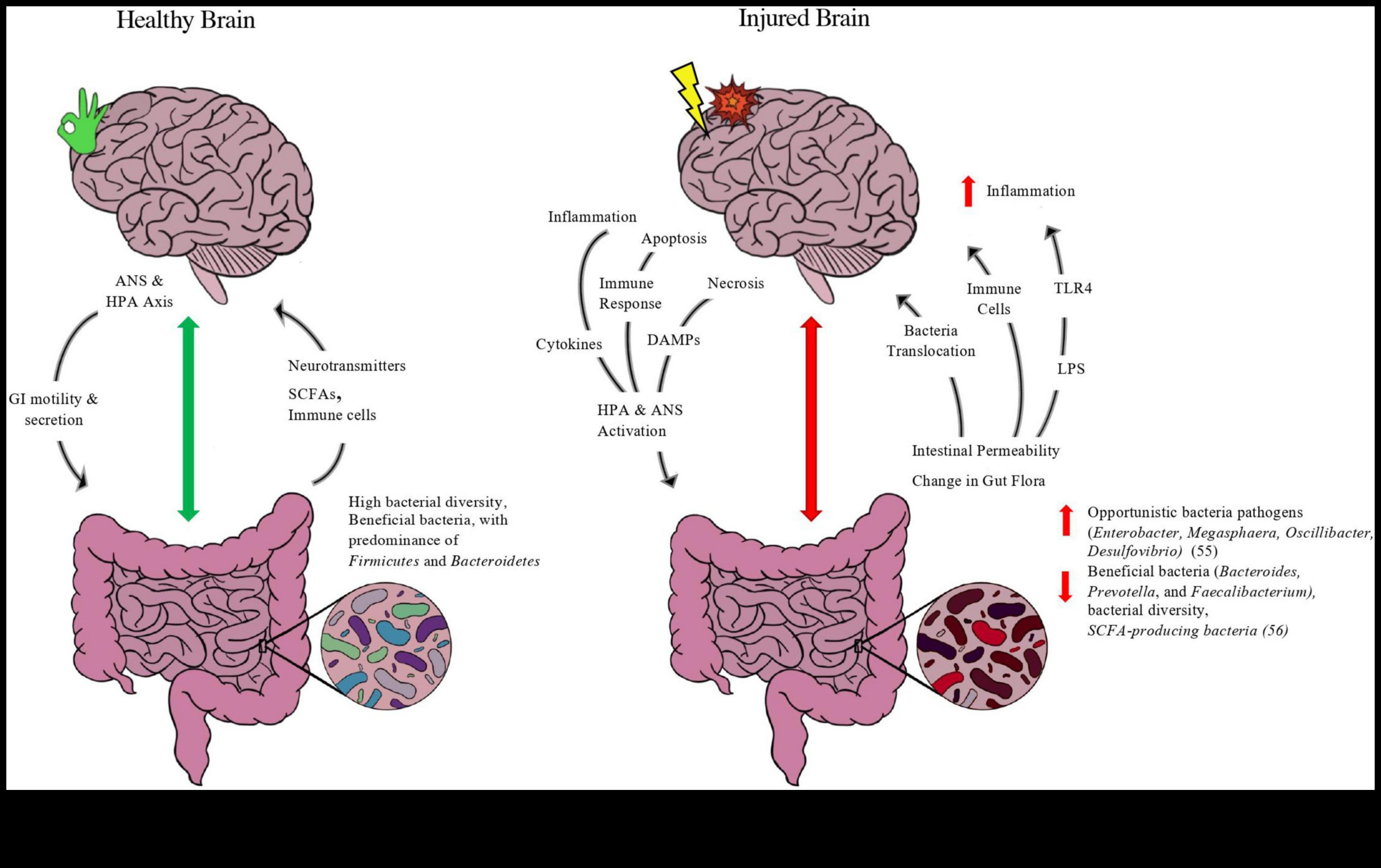 דיאטות דלות שומן וציר המעי-מוח: תקשורת דו-כיוונית
