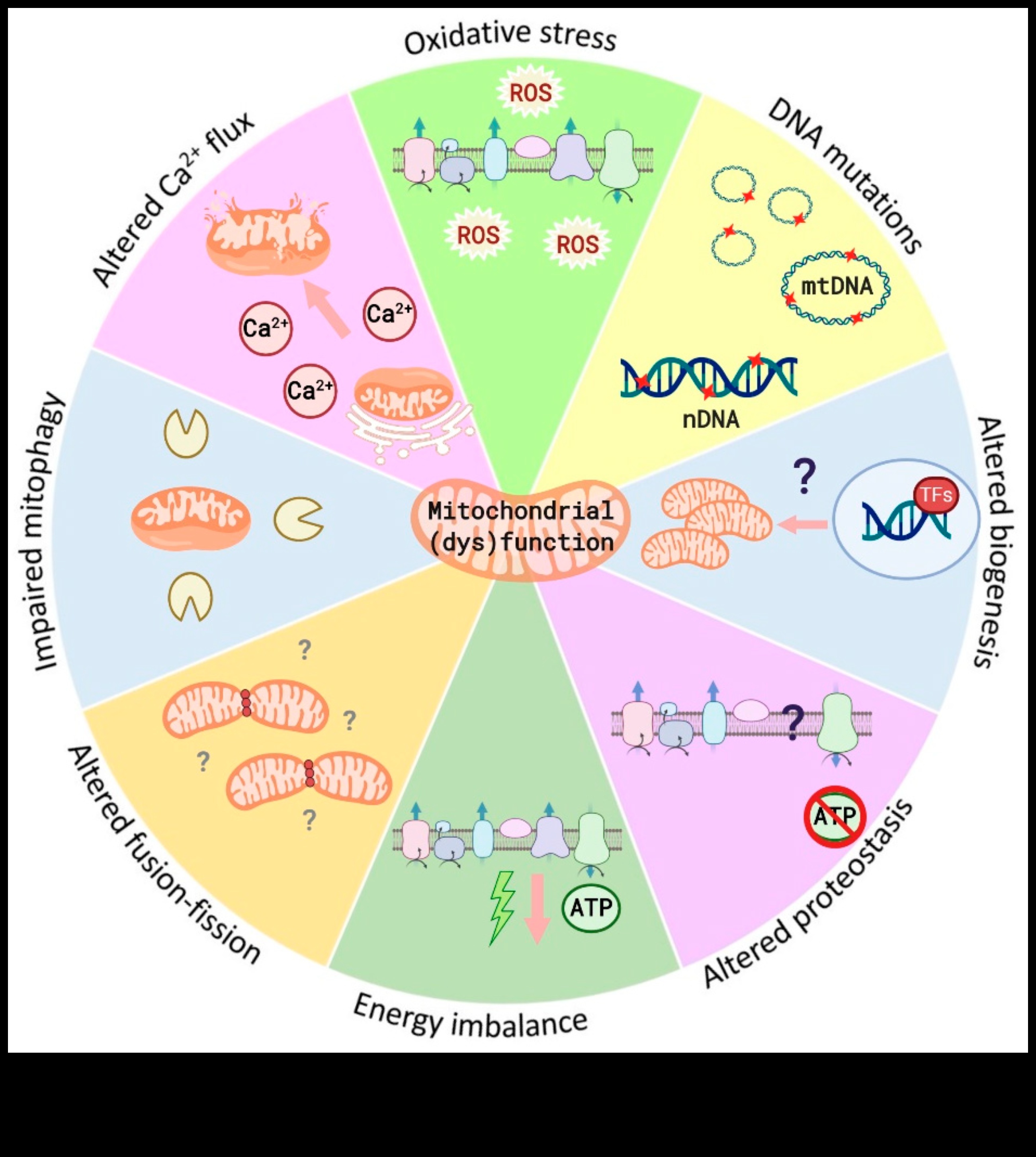 התפקיד של מזונות צפופים בחומרים מזינים בגמישות מטבולית