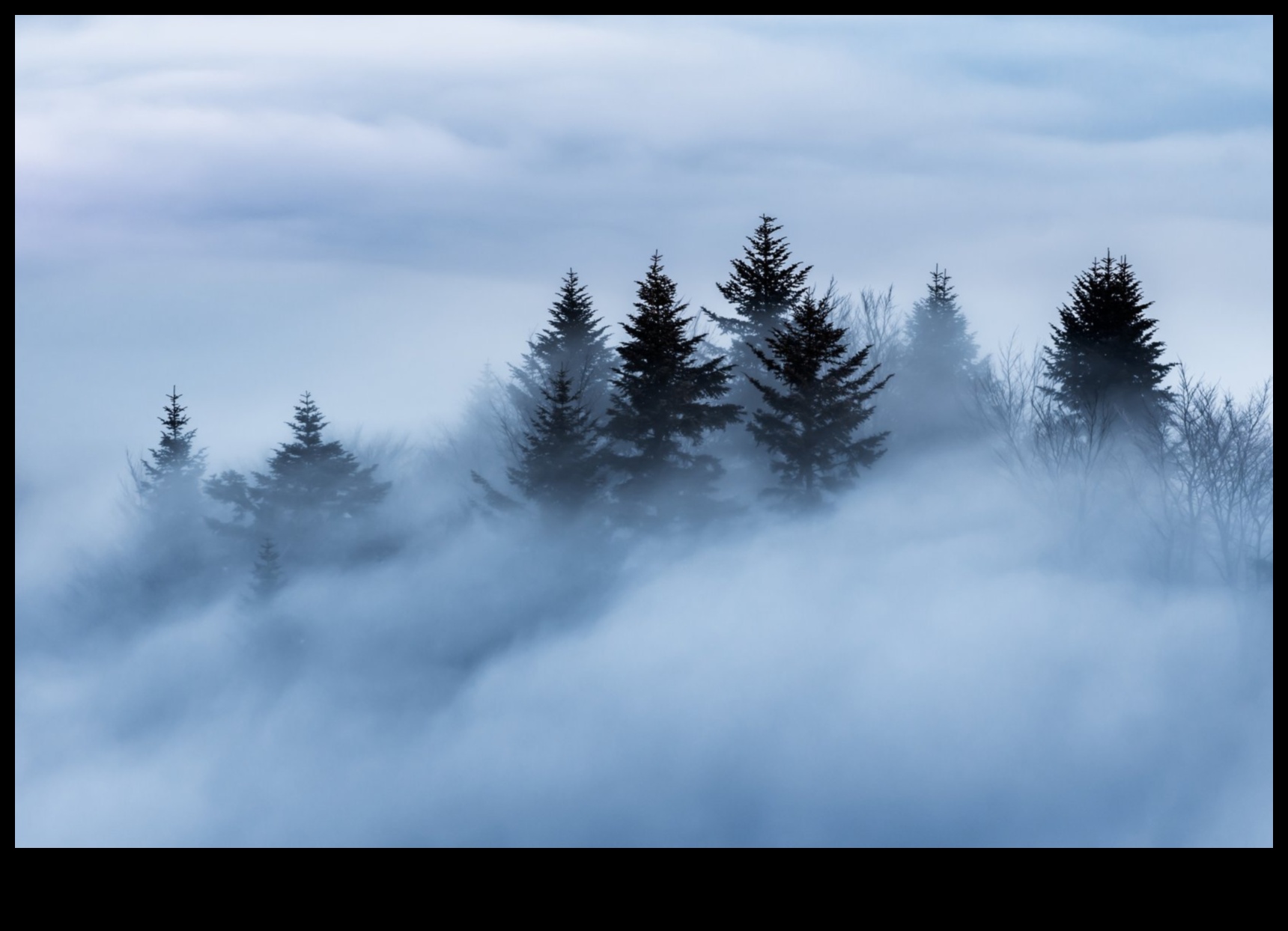 יערות ערפילים: שליטה בטכניקות ללכידת המיסטיקה של חורשות