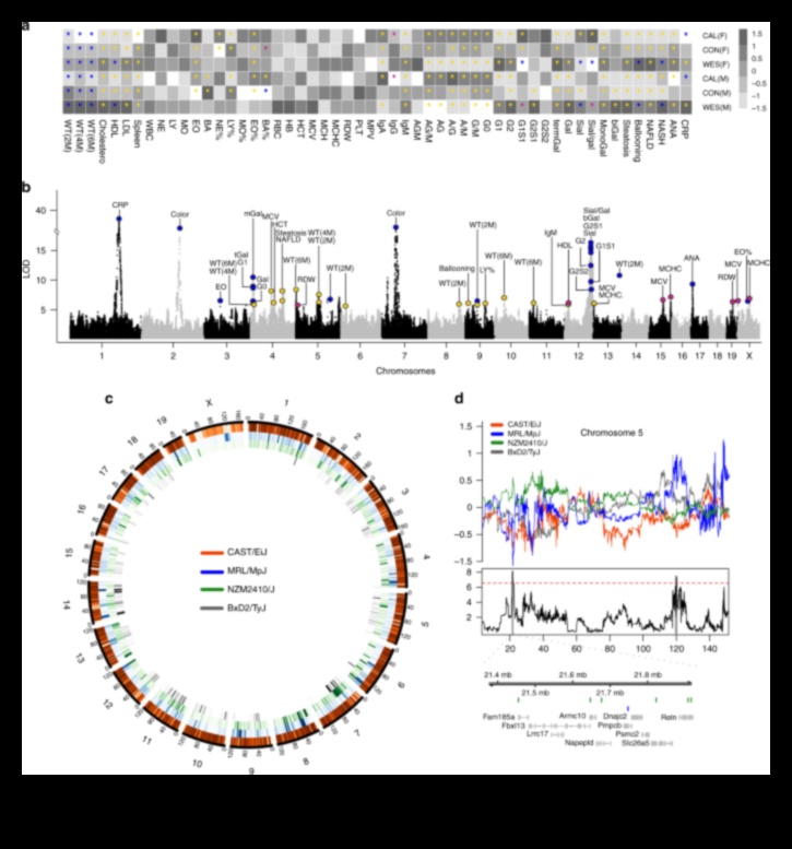 דיאטות אורח חיים והשפעת הגנטיקה על התוצאות