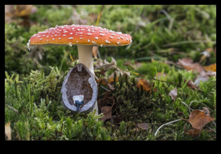 עולמות זעירים, השפעה גדולה: חקר האומנות של צילום מאקרו