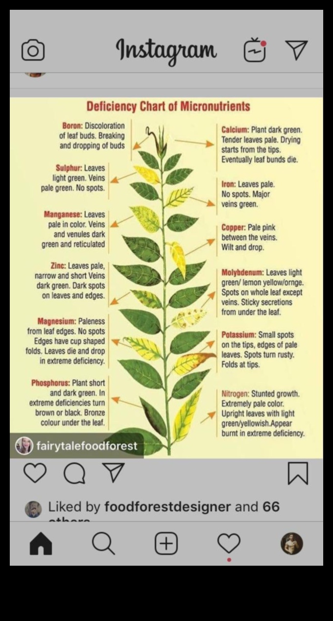 דלדול חומרים מזינים: סימנים, מקורות ופתרונות