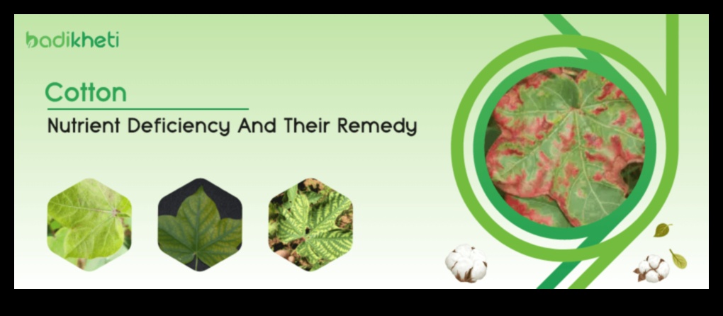 דלדול חומרים מזינים: סימנים, מקורות ופתרונות