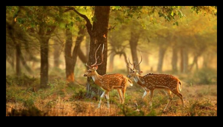 אדמות שומרי ביקור מחדש: אזורי טבע מוגנים ברחבי העולם