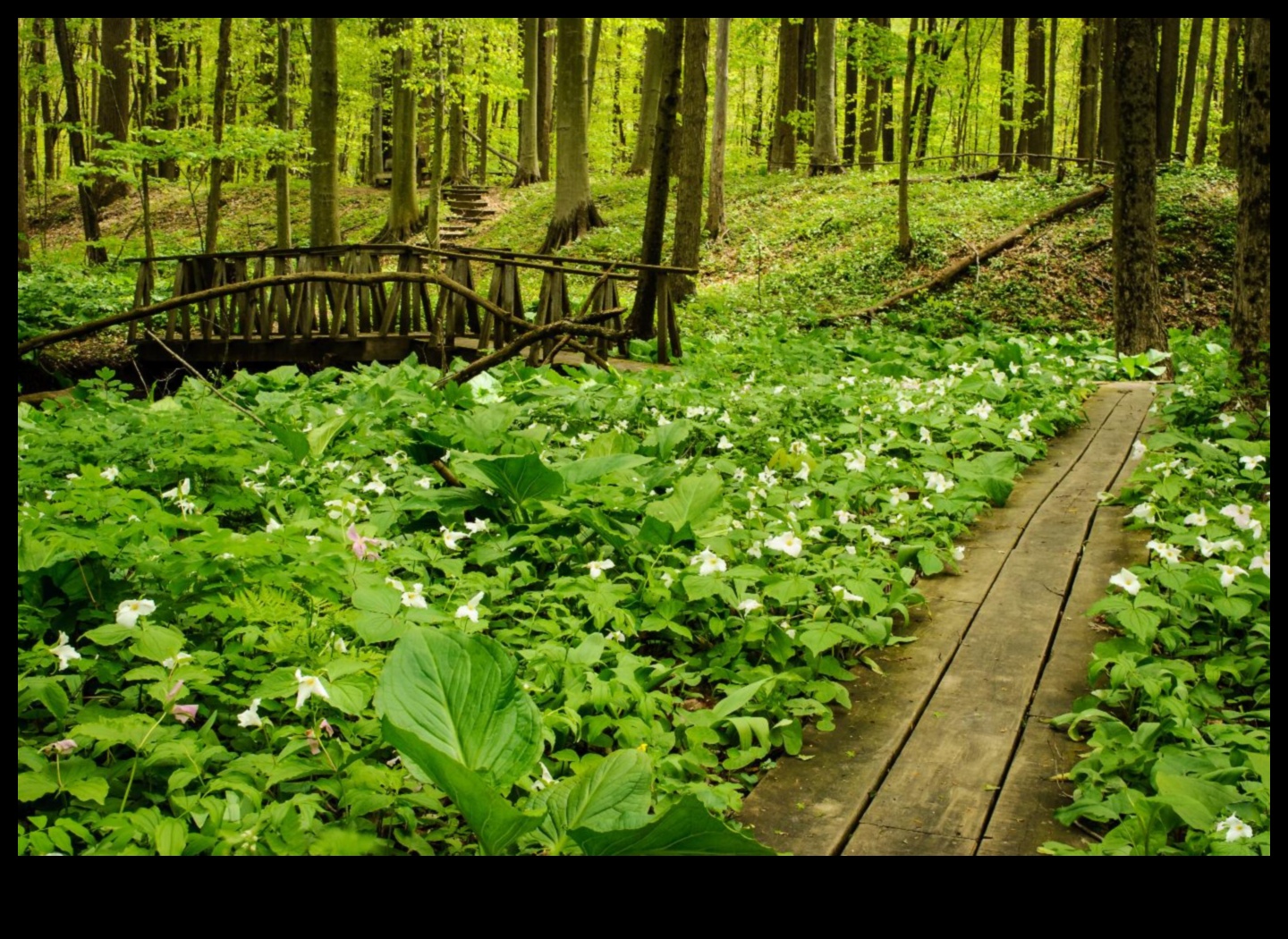 גן עדן מוגן II: אזורים טבעיים תחת הגנה גלובלית