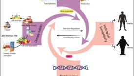 דיאטות אורח חיים והשפעת הגנטיקה על התוצאות