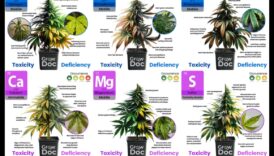 דלדול חומרים מזינים: סימנים, מקורות ופתרונות