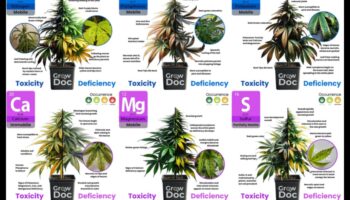 דלדול חומרים מזינים: סימנים, מקורות ופתרונות