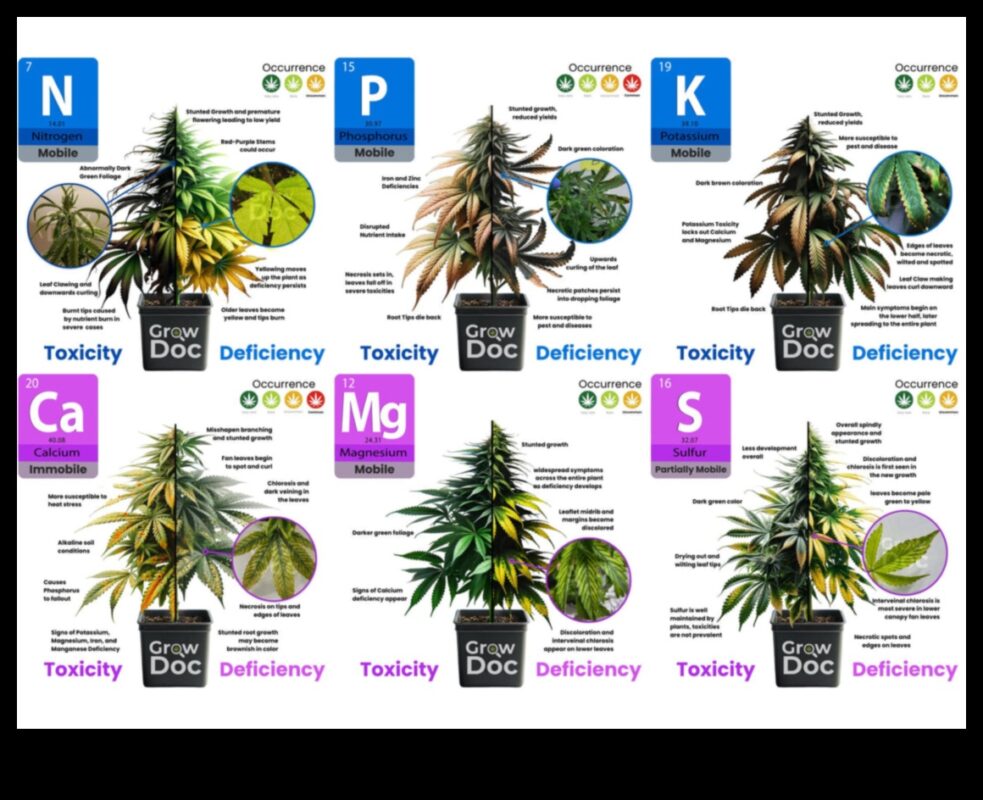 דלדול חומרים מזינים: סימנים, מקורות ופתרונות