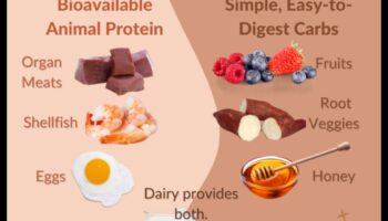 דיאטות עשירות בחלבונים ובריאות בלוטת התריס: פיזור מיתוסים