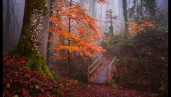 יערות ערפילים: שליטה בטכניקות ללכידת המיסטיקה של חורשות