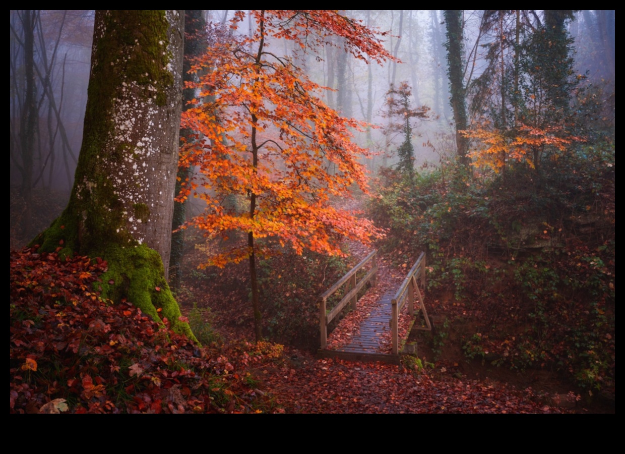 יערות ערפילים: שליטה בטכניקות ללכידת המיסטיקה של חורשות
