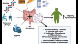 דיאטות דלות שומן ומיקרוביום המעי: קשר סימביוטי