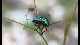 עולמות זעירים, השפעה גדולה: חקר האומנות של צילום מאקרו