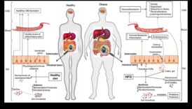דיאטות דלות שומן וציר המעי-מוח: תקשורת דו-כיוונית