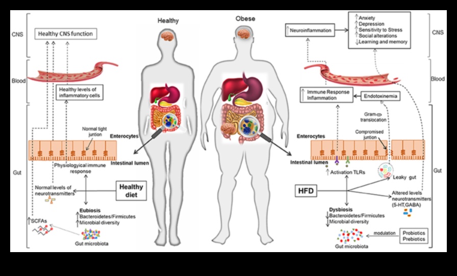 דיאטות דלות שומן וציר המעי-מוח: תקשורת דו-כיוונית